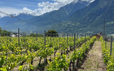 Vino di montagna: coltivare la vite in Valle d’Aosta