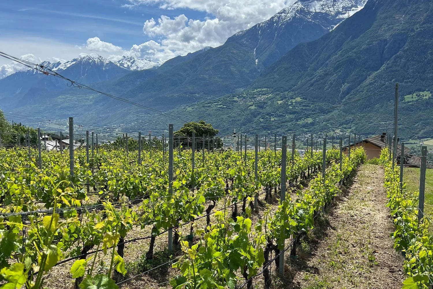 Vino di montagna: coltivare la vite in Valle d’Aosta
