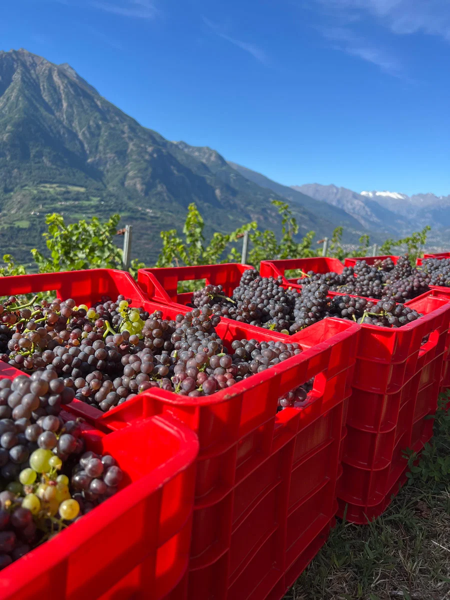 Artigianalità e territorio: una visione di vino sincero