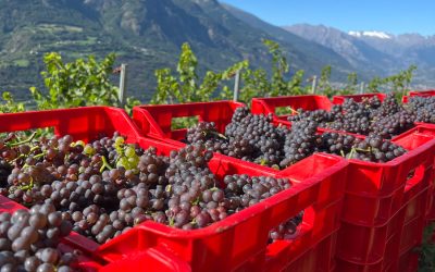 Artigianalità e territorio: una visione di vino sincero