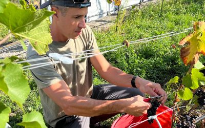 I vitigni autoctoni valdostani: un patrimonio da preservare