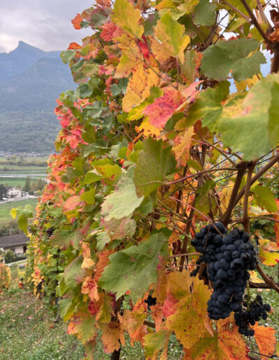 Edoardo Braga Vini - Valle d'Aosta