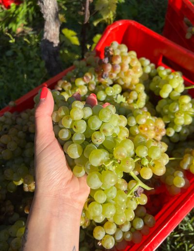 Edoardo Braga Vini - Valle d'Aosta