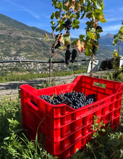 Edoardo Braga Vini - Valle d'Aosta