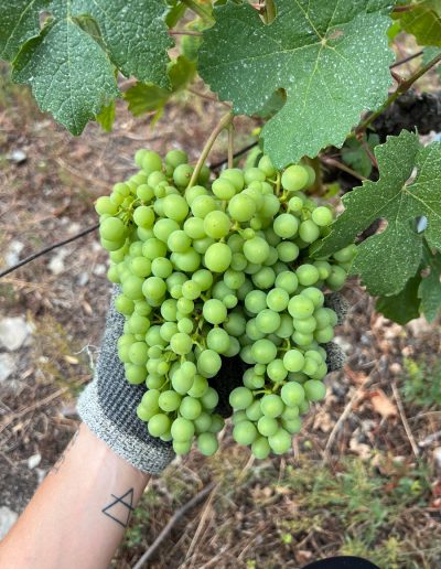 Edoardo Braga Vini - Valle d'Aosta