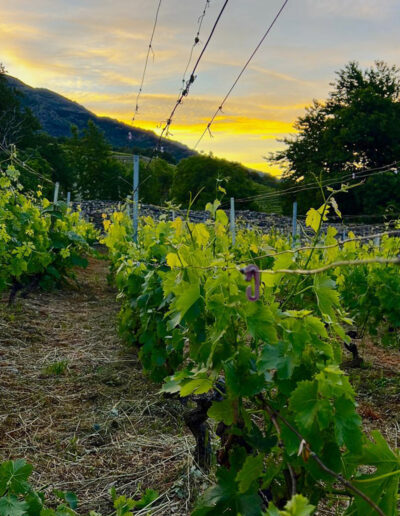 Edoardo Braga Vini - Valle d'Aosta