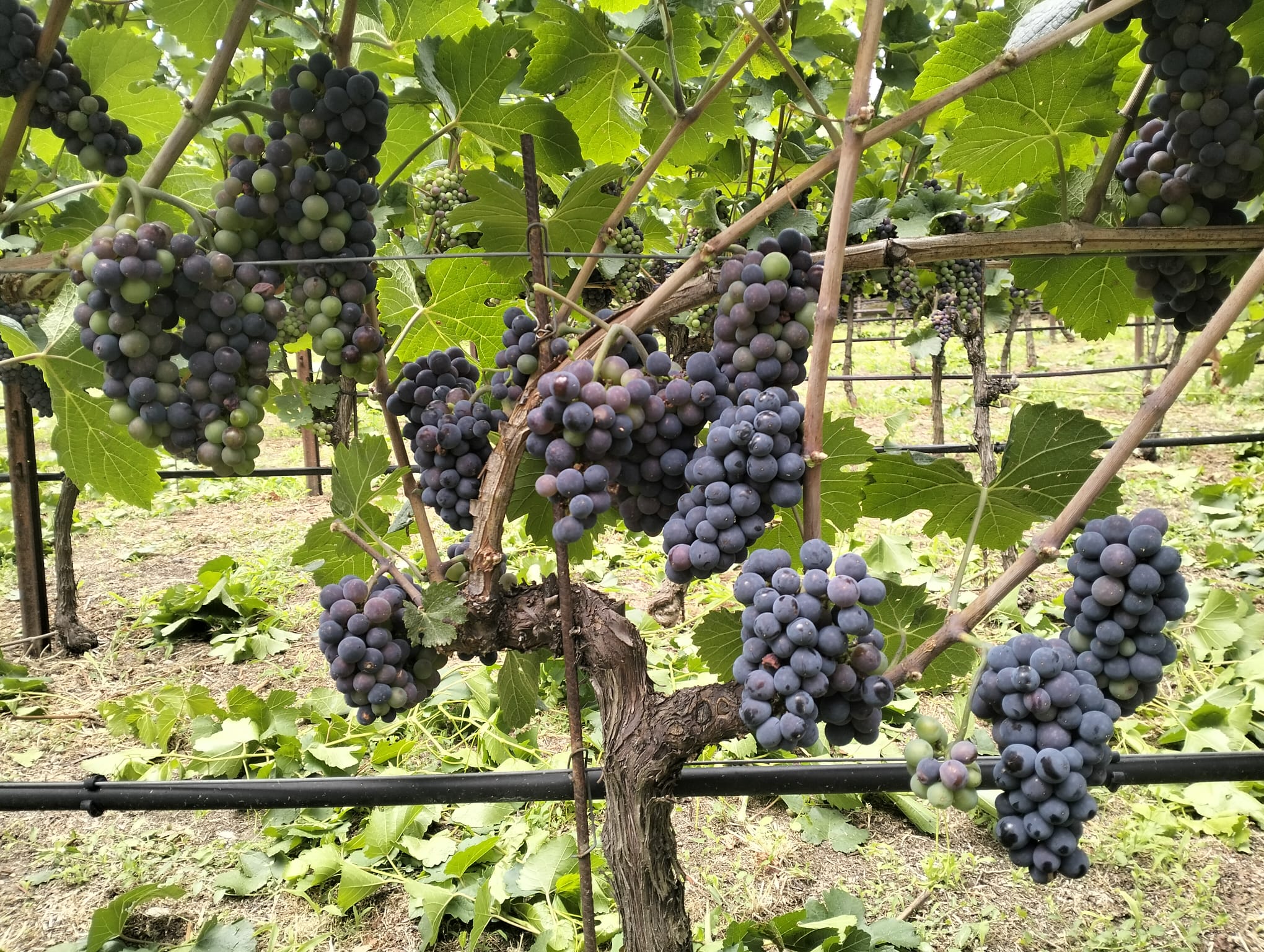 L’estate in vigneto: il tempo dell’attesa prima della vendemmia