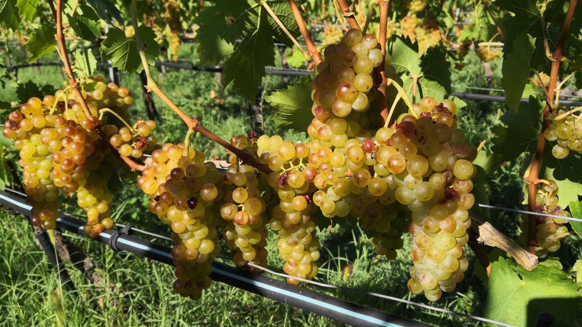 Vendemmia 2026: Che corsa!